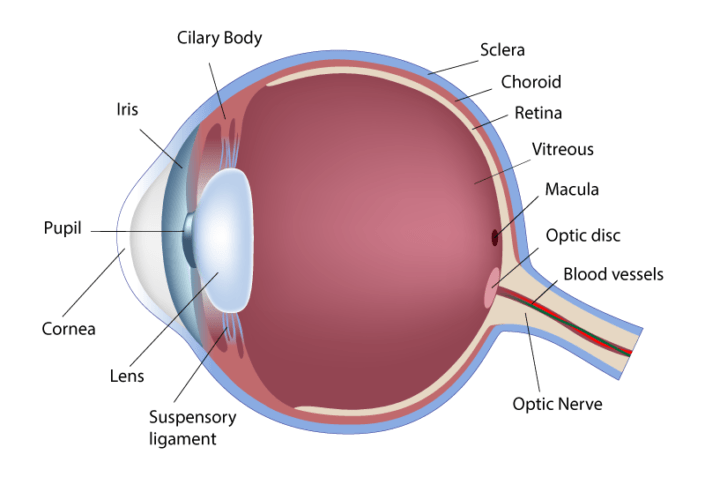 Cataracts – Timothy Jackson